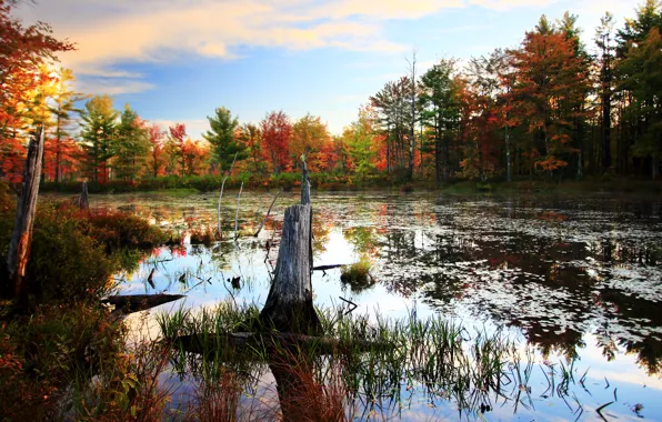 Picture autumn, forest, trees, swamp, Nature, forest, trees, nature