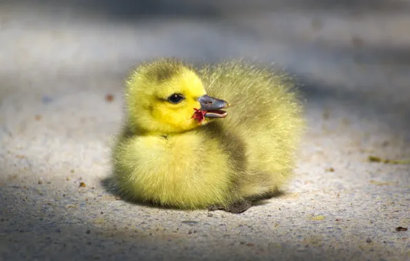 Road, birds, yellow, background, eyes, beak, small, baby