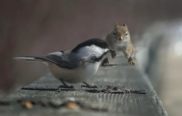 Picture protein, bird, seeds, titmouse