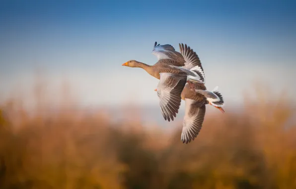Autumn, the sky, flight, birds, nature, two, height, pair