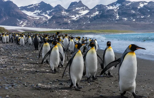 Sea, mountains, birds, shore, pack, penguins, team, pond