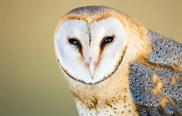 Eyes, look, pose, owl, bird, portrait, the barn owl, beige background