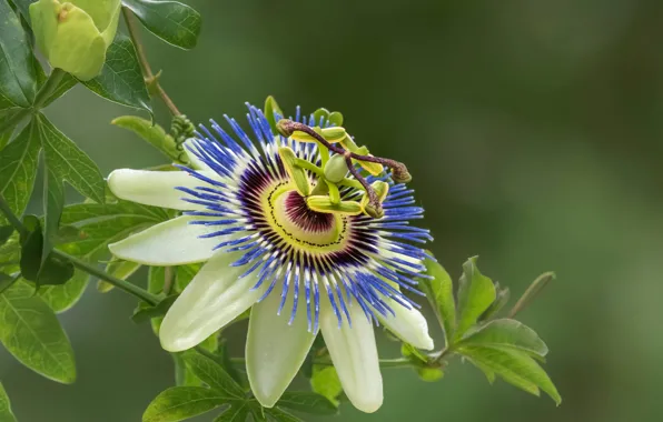 Picture macro, petals, Passionflower, Passion flower