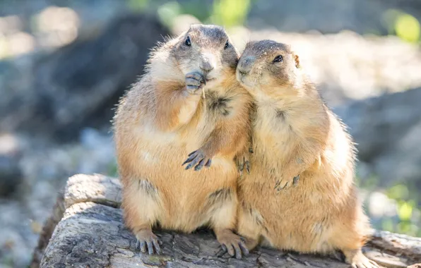 Light, a couple, friends, gopher, two, gophers, rodents