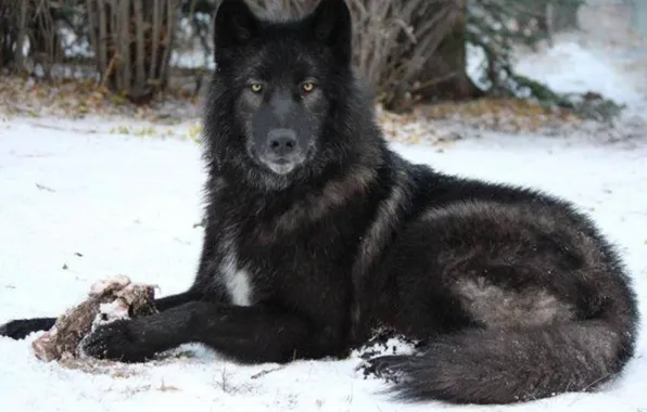 Nature, predator, animal, wolf, wildlife, portrait, portrait., Canis lupus. face