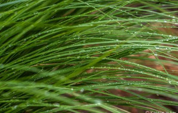 Picture grass, drops, macro, stems, green