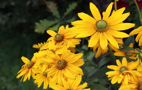 Flowers, yellow, rudbeckia