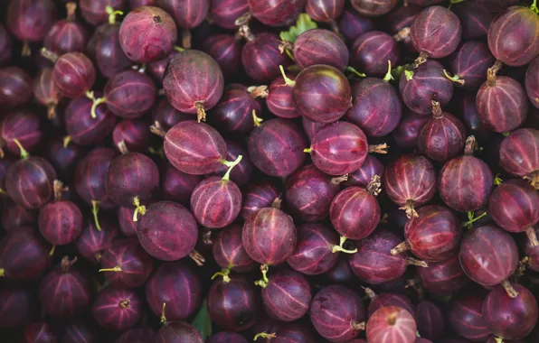 Picture macro, berries, gooseberry