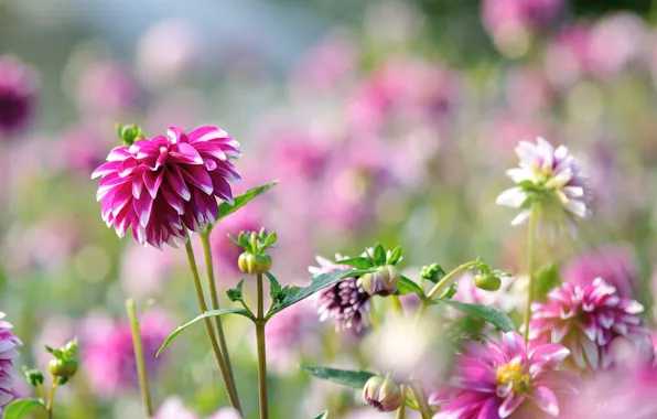 Picture flowers, bright, Bud, flowering, Dahlia