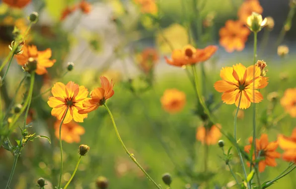 The sun, flowers, orange, nature, kosmeya