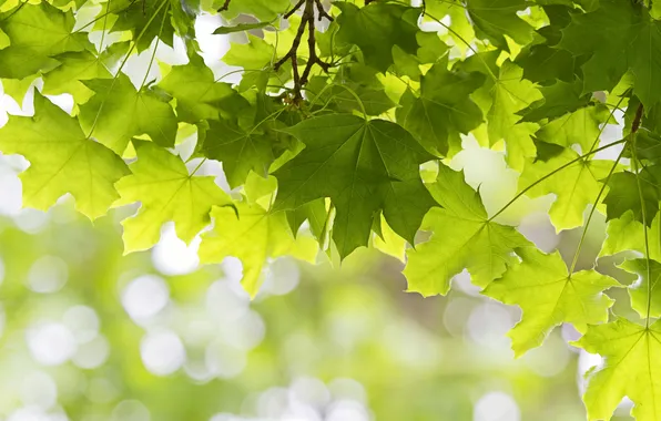 Picture leaves, green, tree, maple