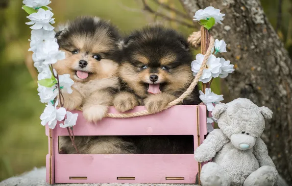 Dogs, flowers, puppies, bear, box, a couple, Teddy bear, Pomeranian