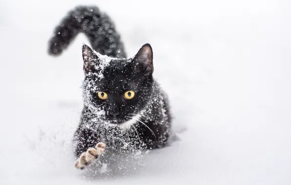 Winter, cat, snow, paw, claws