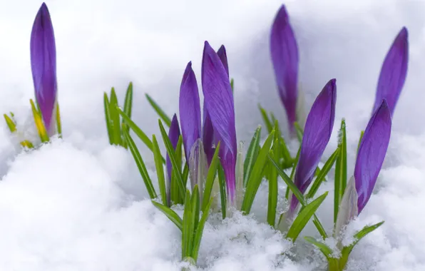 Purple, macro, snow, flowers, spring, buds, primrose, Crocuses