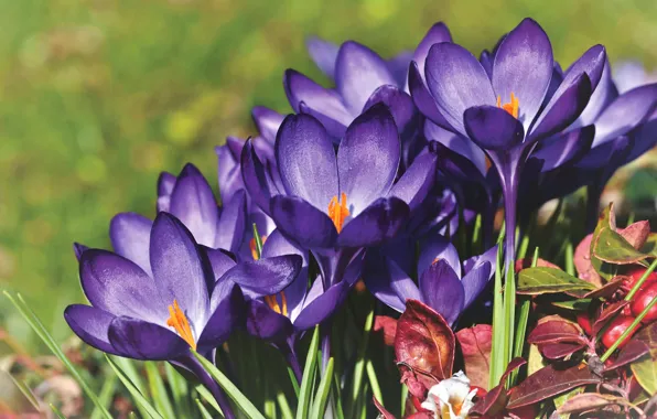 Picture purple, leaves, glade, spring, crocuses, lilac