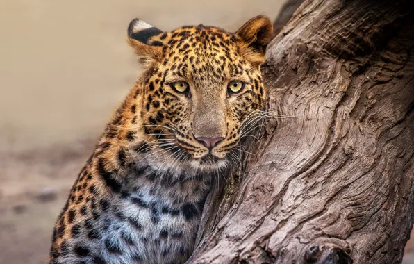 Picture face, nature, tree, portrait, leopard