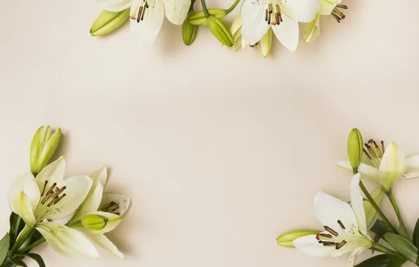 Flowers, background, loaves, Lily