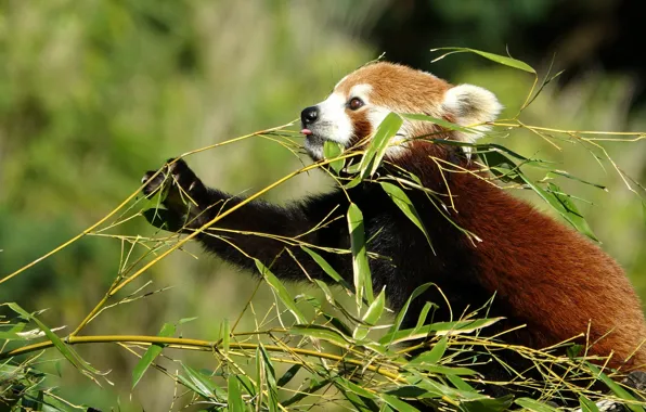 Leaves, branches, pose, red Panda, red Panda, meal
