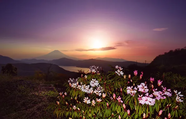 The sky, the sun, light, landscape, sunset, flowers, mountains, hills