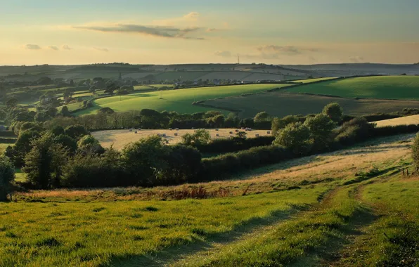 Picture road, field, nature