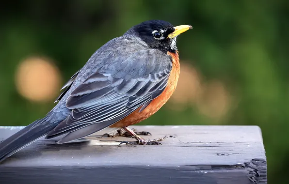 Picture nature, bird, beak, blurred background, blackbird