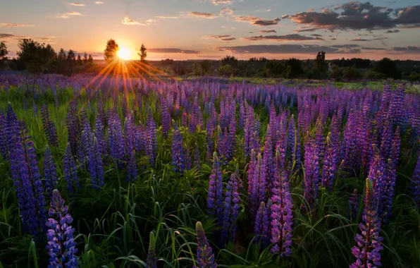 Sunset, flowers, meadow, Russia, lupins