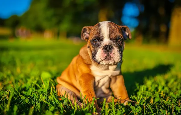 Grass, lawn, puppy