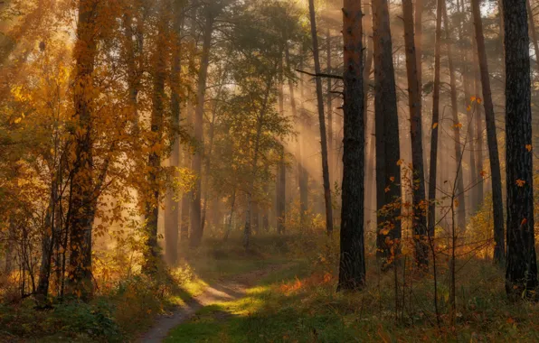 Path, rays of light, autumn forest, morning mist