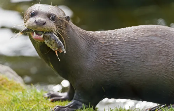 Look, face, fish, otter