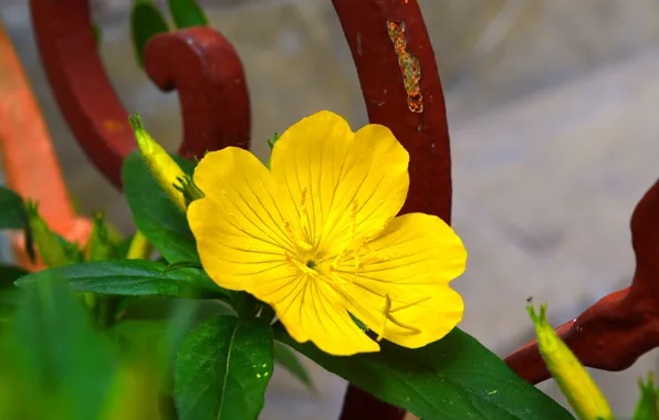 Picture Macro, Macro, Yellow flower, Yellow flower