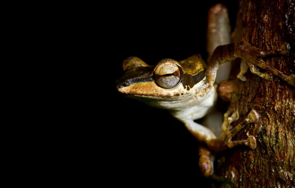 Animals, eyes, macro, tree, frog, legs, red, bark