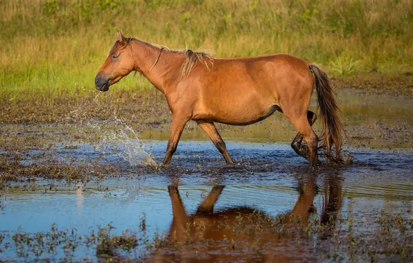 Water, squirt, horse, horse, profile