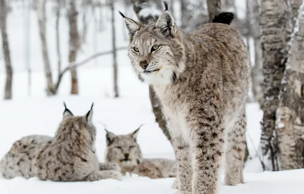 Picture nature, background, lynx