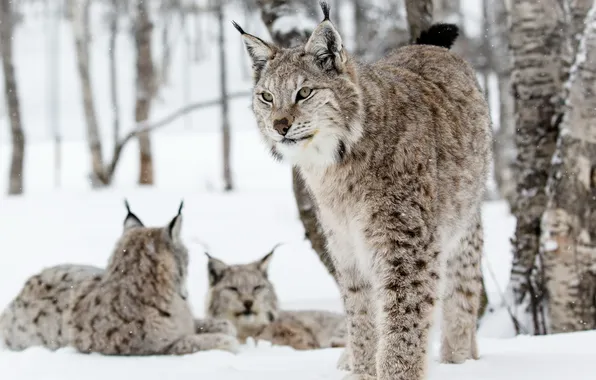 Nature, background, lynx