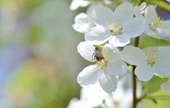 Macro, beetle, branch, spring, flowering