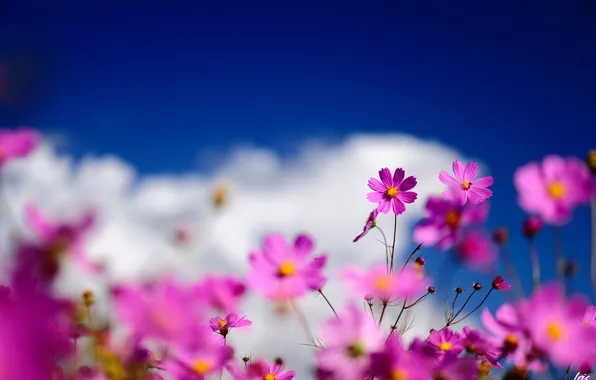 Picture the sky, clouds, macro, flowers, pink, blur, field, kosmeya