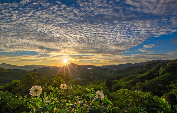 Clouds, sunset, flowers, mountains