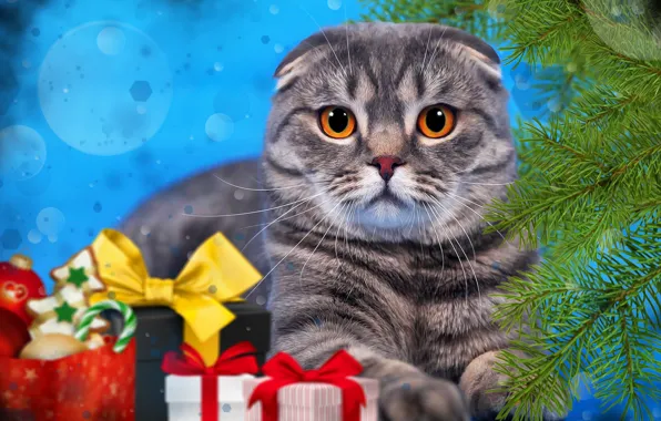 Picture cat, cat, branches, background, new year, spruce, gifts