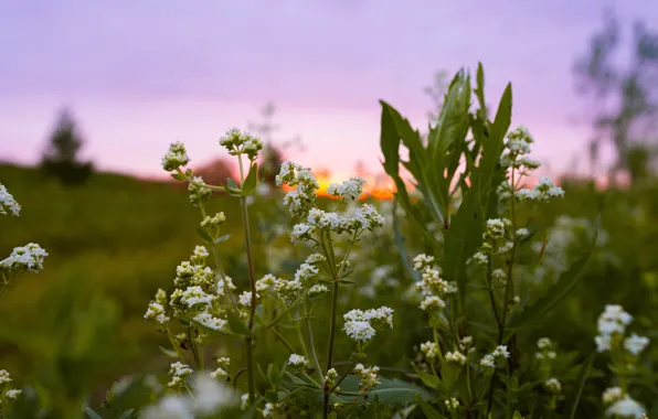 Field, summer, macro, sunset, flowers, nature