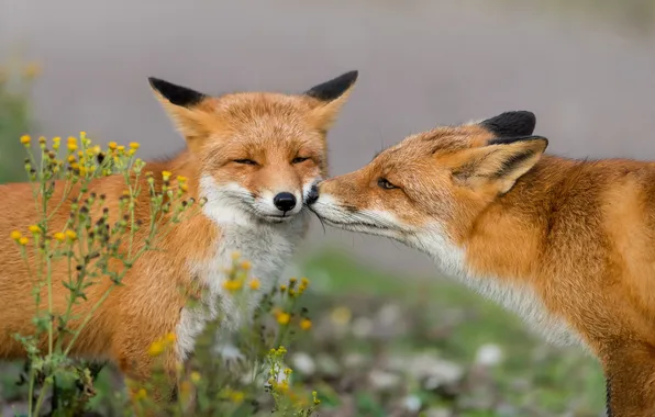 Flowers, nature, portrait, Fox, Fox, a couple, Duo, faces