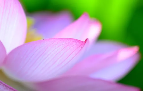 Flower, petals, Lotus