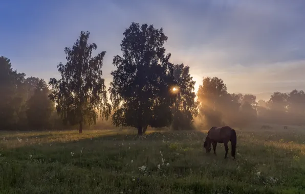 Field, forest, summer, the sky, grass, the sun, rays, trees