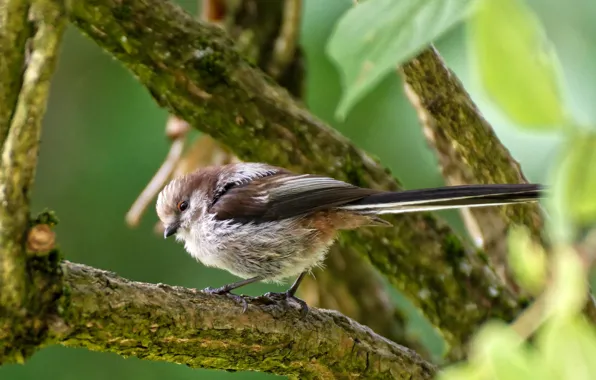 Leaves, trees, branches, nature, bird, long-tailed tit