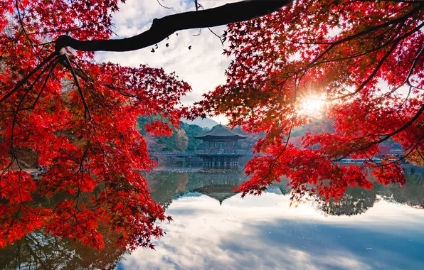Autumn, the sun, nature, tree, foliage, view, Asia, pagoda