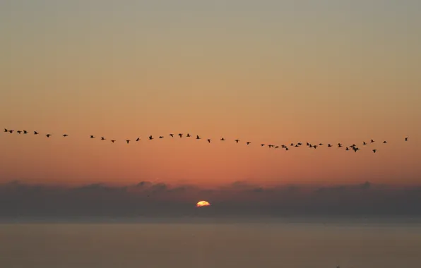 Picture seascape, birds, sunrise