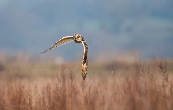 Field, grass, the sun, flight, nature, owl, bird, wings