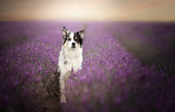 Field, summer, the sky, flowers, dog, lavender, bokeh, the border collie