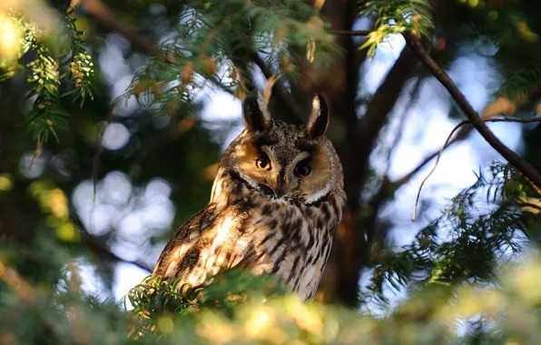 Nature, Photo, Tree, Owl, Branches