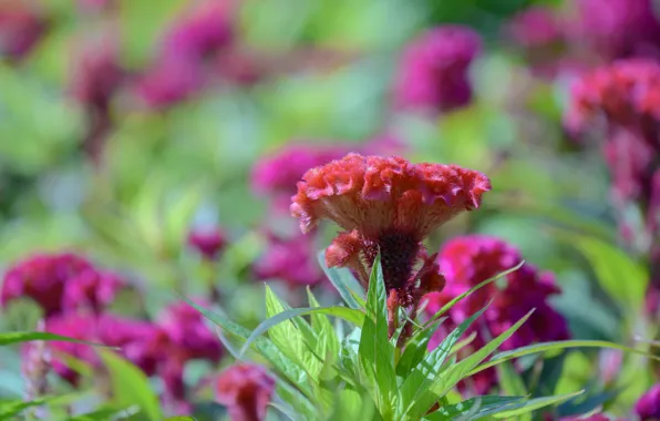 Summer, flowers, nature, flowering