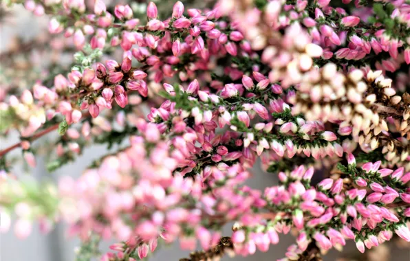 Macro, light, flowers, pink, buds, bokeh, Heather